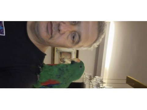 Eclectus erkek 1 yaşında