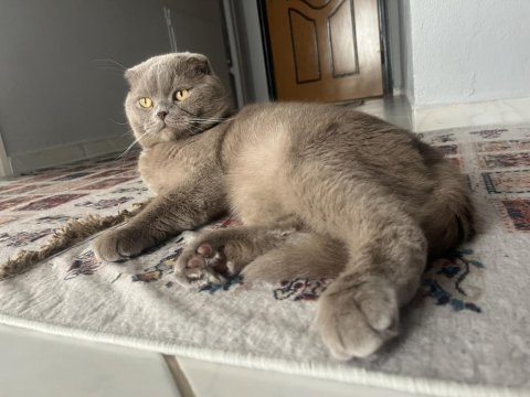 1.5 buçuk yaşında erkek scottish fold