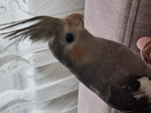 Yavru sultan papağanı bebek