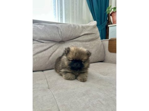 Erkek pomeranian son erkek teddy bear ayı surat yavrumuz