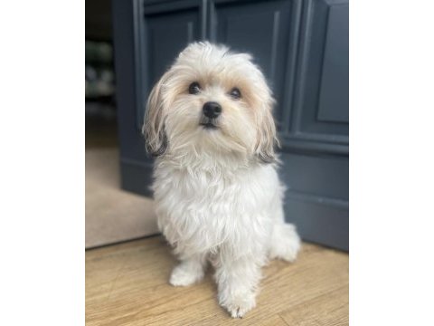 2,5 aylık aşılı karneli maltipoo