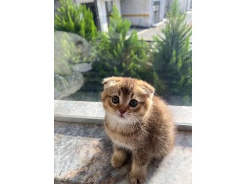 Kusursuz güzellik scottish fold yavrular
