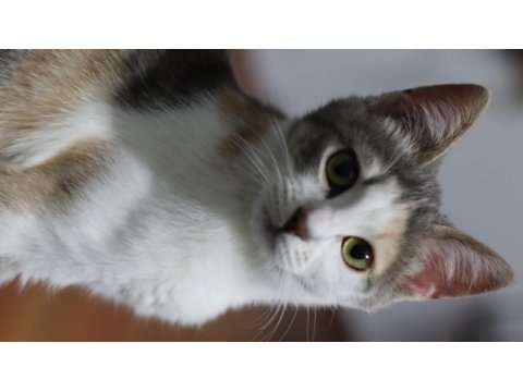 6 aylık sağlıklı oyun canlısı dişi acil kedimiz