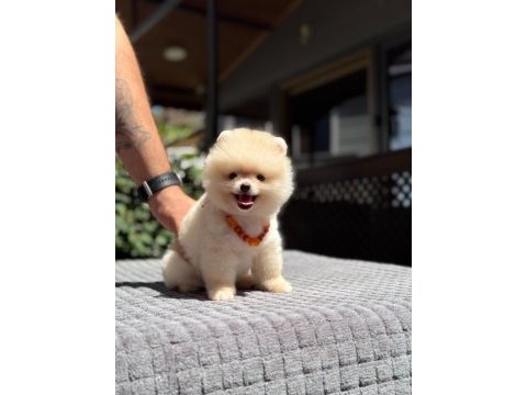 Pamuk şekeri pomeranian boo