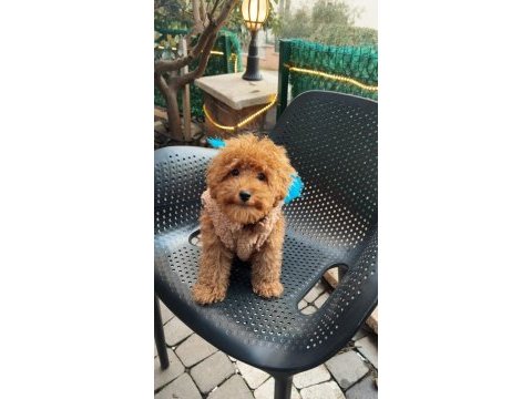 Toy poodle 6 aylık