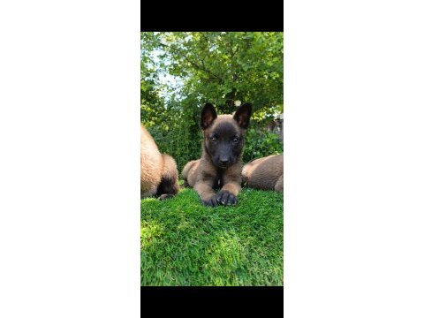 Üst düzey safkan belçika malinois bebekler