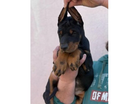 A şecereli anne ve babadan üst düzeyde kaliteli dobermanlar