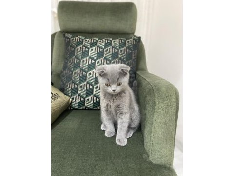 Scottish fold yavrular