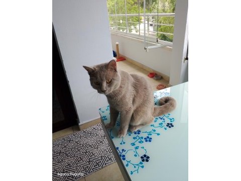 Canım kedim deha