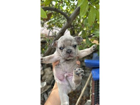 French bulldog sevenler