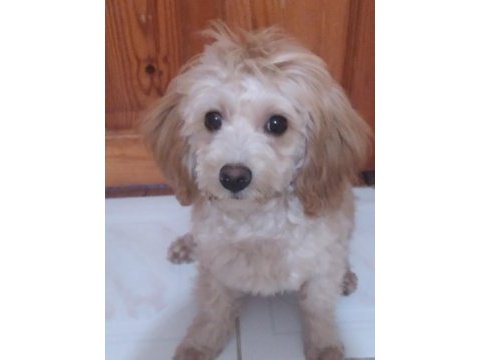 Anne maltipoo baba toy poodle