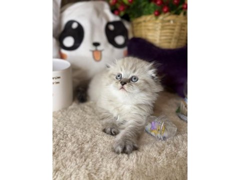 Safkan scottish fold
