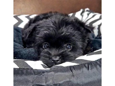Micro teacup black yorkshire yavruları