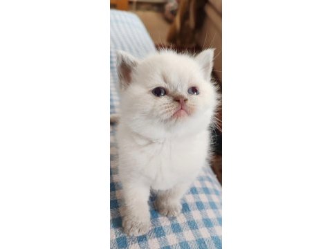 British shorthair yavrularımız yuva arıyor
