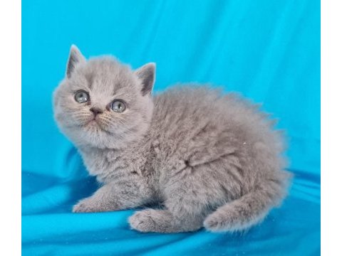 Scottish fold yavrular sahibinden