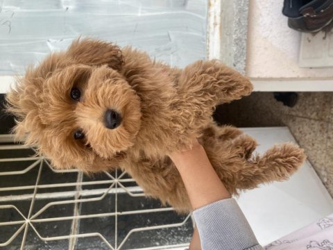 Mini boy maltipoo oğlumuz