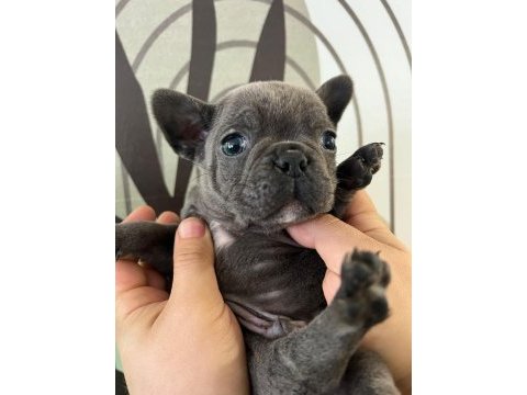 A plus ırk standartlarında french bulldog yavrularımız