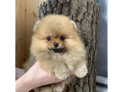 Pomeranian boo yavruları