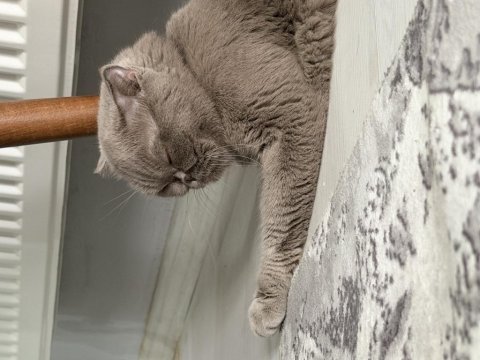 Scottish fold kedisi
