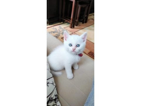 Mavi gözlü erkek kedimiz