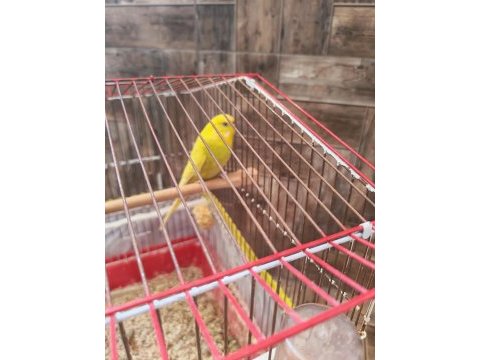 Muhabbet kuşlarımı sahiplendiriyorum