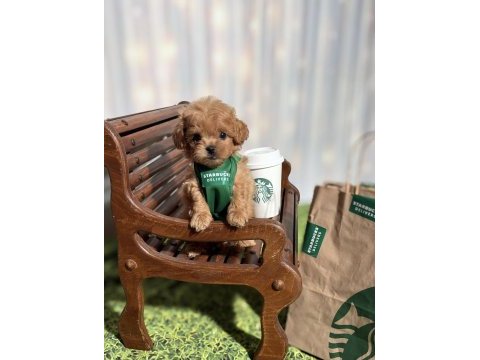 Maltipoo aşıklarının aradığı o yavrular