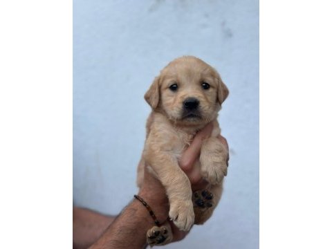 Orjinal golden retriever yavrular için geç kalmayın