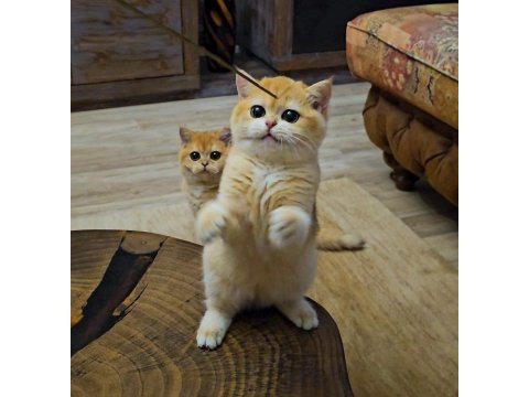 British shorthair ny12 dişi golden yavru