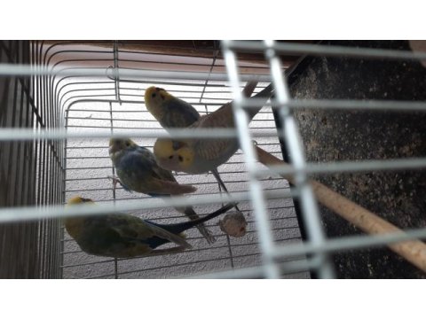 Yumurtalı muhabbet kuşu çiftlerim var
