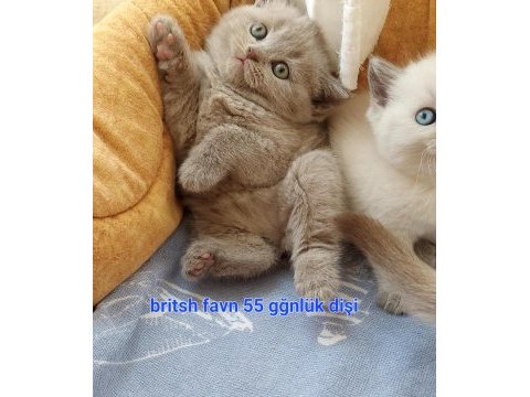 Çikolata ve çikolata point british shorthair ponçiklerim