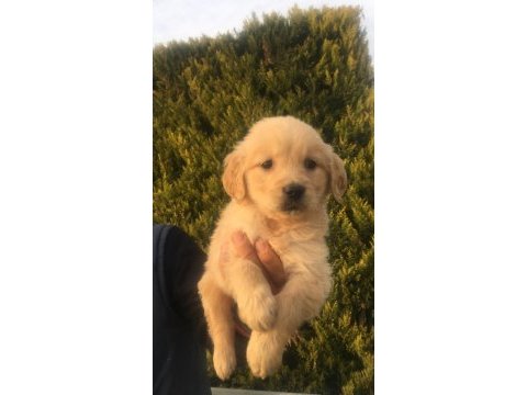 2 aylık golden retreiwer yavrularım
