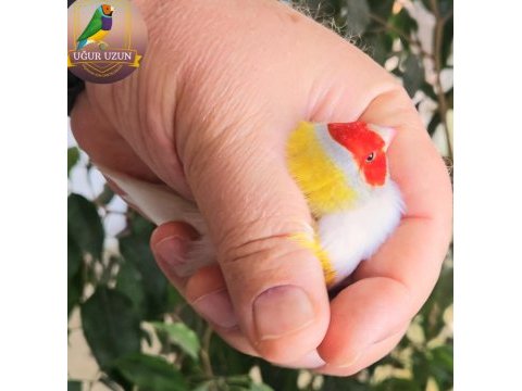 Şampiyonundan jumbo gouldian finch gökkuşağı ispinozu