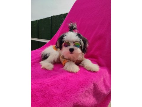 Yavru morkie