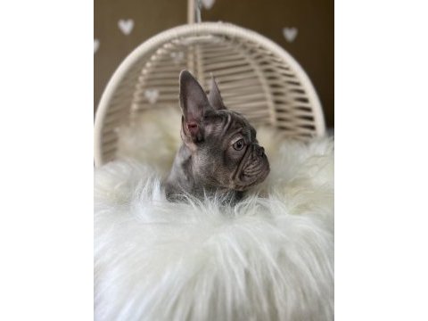 Renkli gözlü exotic french bulldog yavrularım