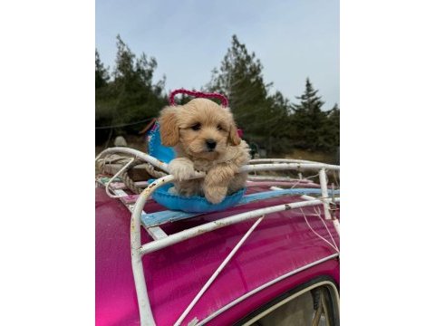 Maltipoo bebeklerim tüy dökmez koku yapmaz