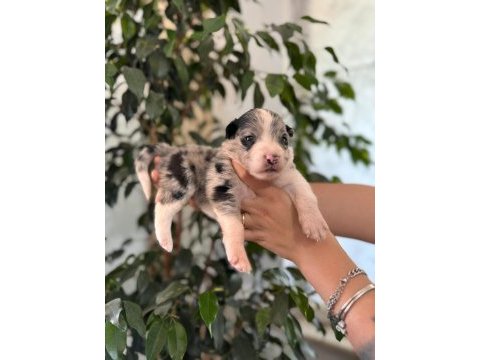 Tricolor merle border collie yavrularımız