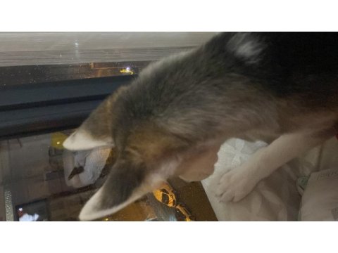 6 aylık husky