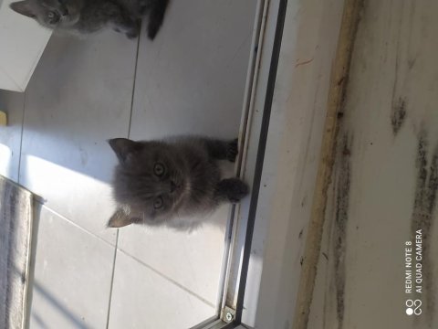 Anne baba british shorthair