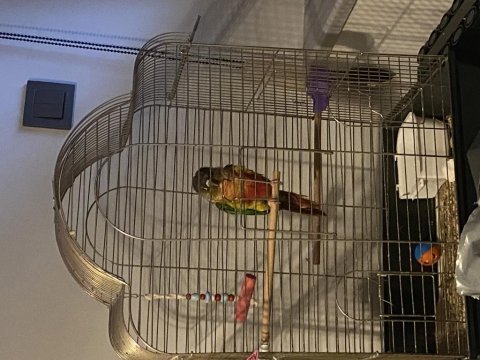 Muhteşem renklerde bileklikli erkek konur papağanı