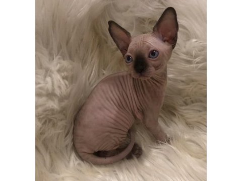 Sphynx sfenks dişi erkek