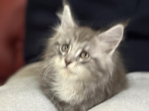 Ankaranın en seçkin sçr li maine coon yavruları