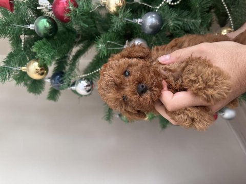 Erkek toy poodle yavru