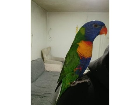 İnsan bağımlısı lori papağanı