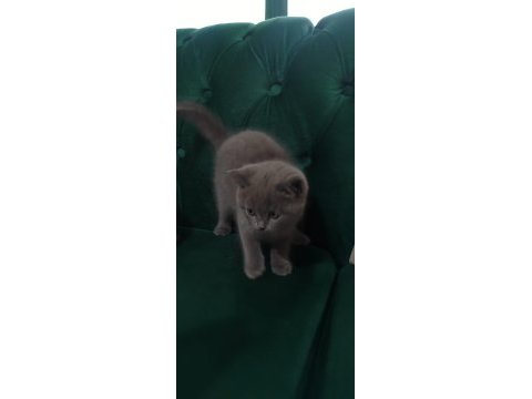 Sahibinden british shorthair 55 günlük
