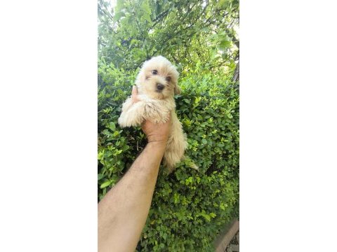Maltipoo yavrular