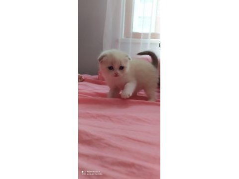 Scottish fold