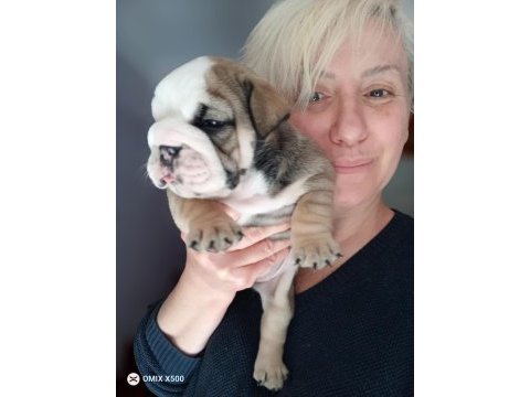 Mükemmel kalite ingiliz bulldog yarularımız