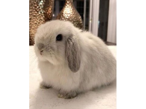 Lop tavşanlar gün içi gönderim mevcut