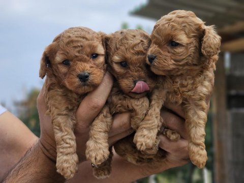 Orijinal kore poodle bebekler