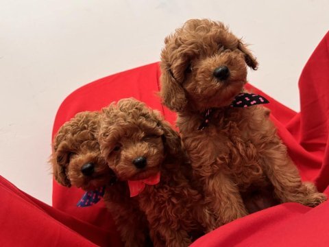 Toy poodle bebeklerim